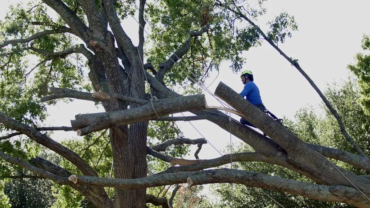 Professional Crown Thinning performed by certified arborists in Cavetown
